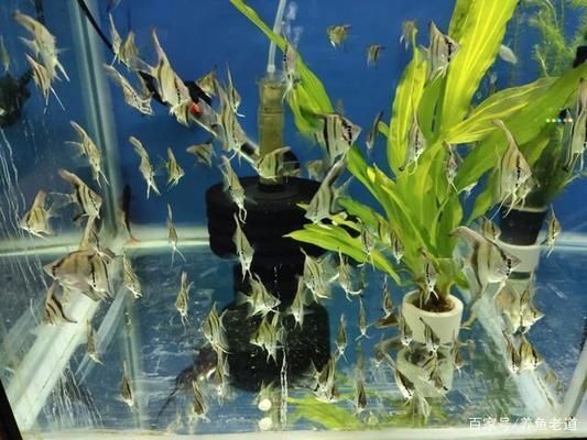水族箱飼養密度最佳實踐：水族箱飼養密度的最佳實踐 水族箱飼養密度最佳實踐：水族箱飼養密度的最佳實踐 龍魚百科 第1張
