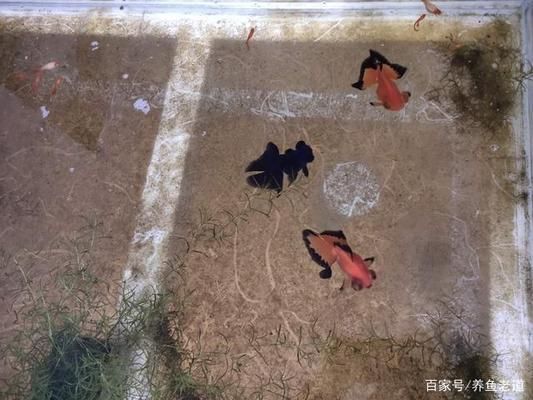 水族箱飼養密度最佳實踐：水族箱飼養密度的最佳實踐 水族箱飼養密度最佳實踐：水族箱飼養密度的最佳實踐 龍魚百科 第4張