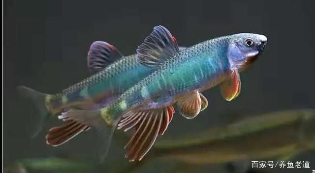 水族箱飼養密度最佳實踐：水族箱飼養密度的最佳實踐 水族箱飼養密度最佳實踐：水族箱飼養密度的最佳實踐 龍魚百科 第5張