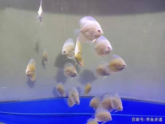 水族箱飼養密度最佳實踐：水族箱飼養密度的最佳實踐 水族箱飼養密度最佳實踐：水族箱飼養密度的最佳實踐 龍魚百科 第3張