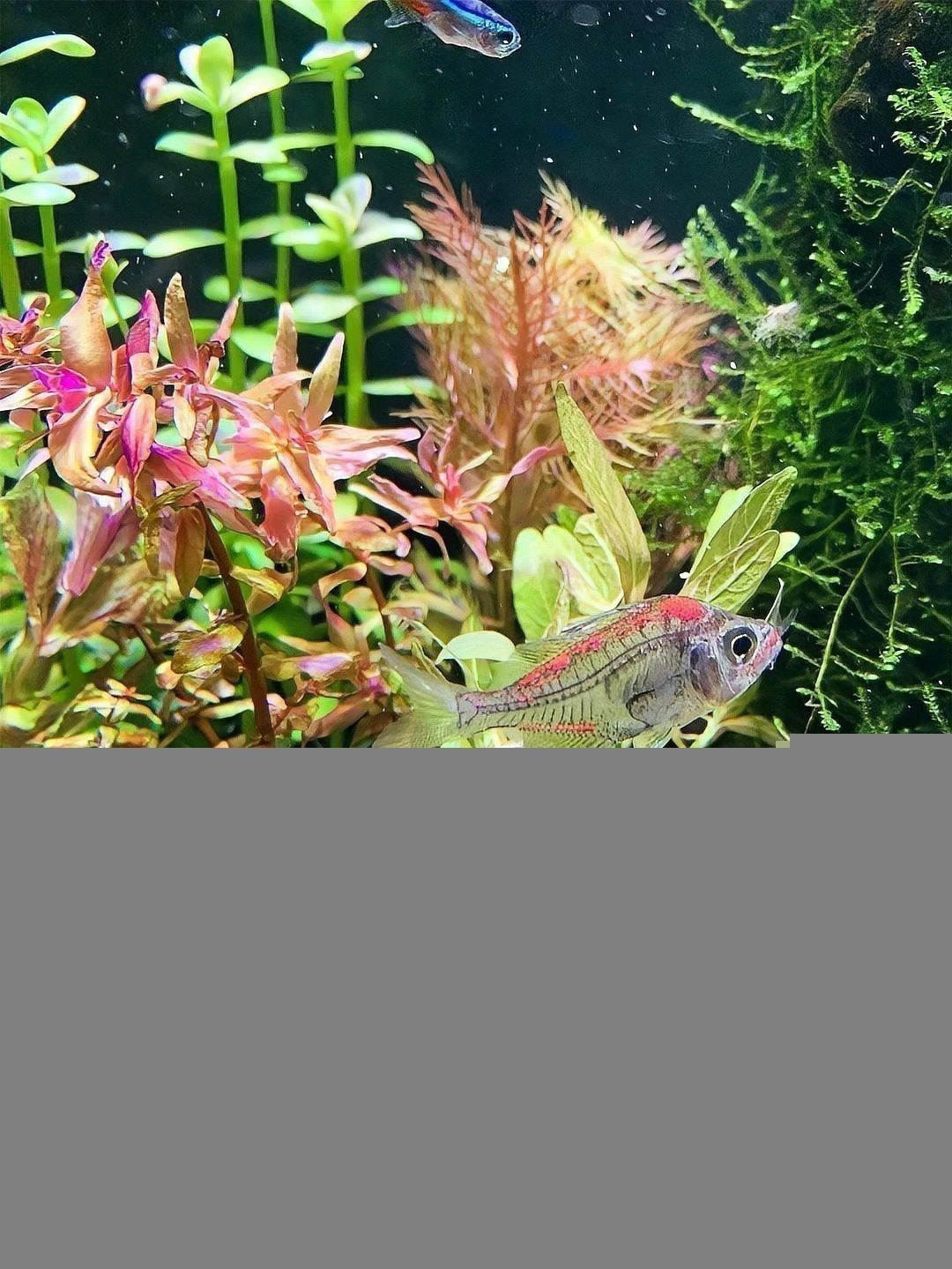 龍魚染色后多久換一次水？