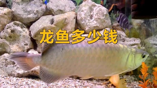 龍魚越大越貴嗎為什么那么便宜