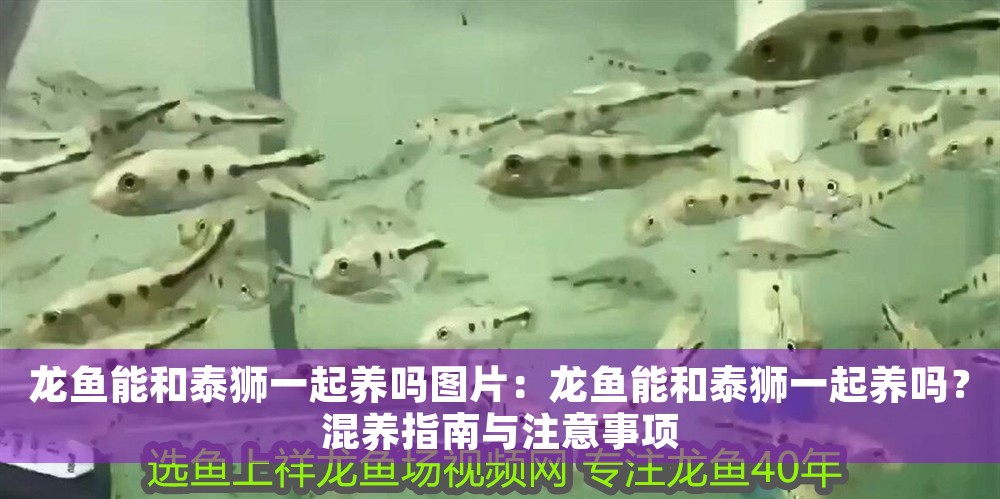 龍魚(yú)能和泰獅一起養(yǎng)嗎圖片：龍魚(yú)能和泰獅一起養(yǎng)嗎？混養(yǎng)指南與注意事項(xiàng)