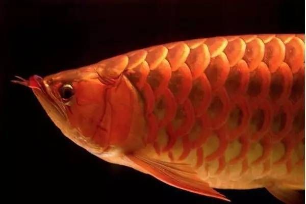 鯊魚嘴龍魚為啥不兜嘴（為什么鯊魚嘴龍魚不會兜嘴？）