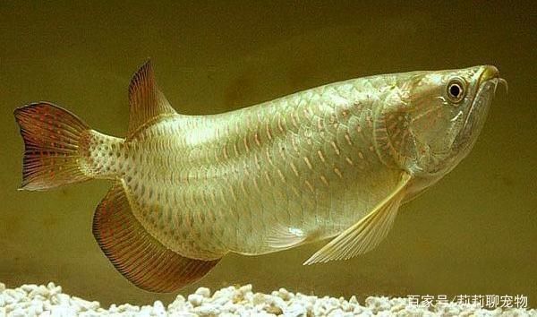 哪種龍魚好看又好養活，哪種龍魚既好看又易養活？
