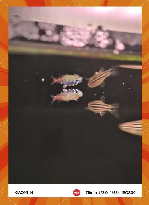 銀龍魚眼睛有白點怎么個回事啊圖片大全