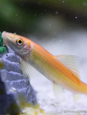 銀龍魚眼睛有白點怎么個回事啊圖片大全