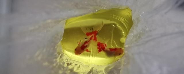 觀賞魚疾病預防通用策略，觀賞魚疾病預防是確保水族箱健康的關鍵以下是一些通用策略