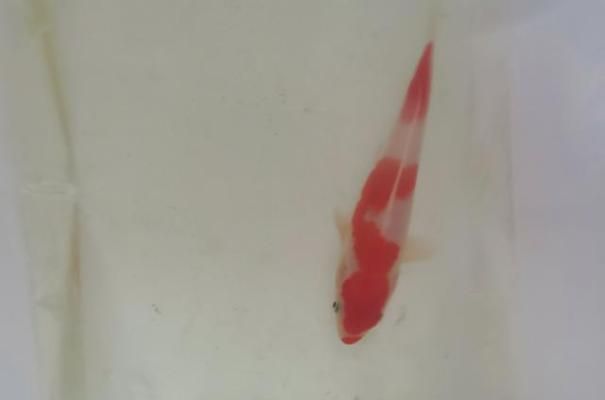 觀賞魚疾病預防通用策略，觀賞魚疾病預防是確保水族箱健康的關鍵以下是一些通用策略