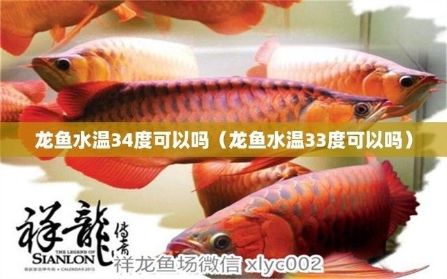 龍魚缸水溫33度要緊嗎視頻：龍魚水溫上升到33攝氏度時，是否需要緊急處理，龍魚缸水溫調控技巧