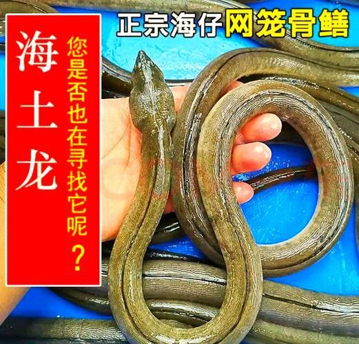 淡水土龍魚圖片大全高清