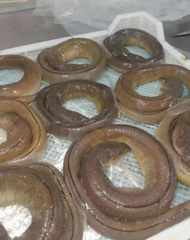 淡水土龍魚圖片大全高清