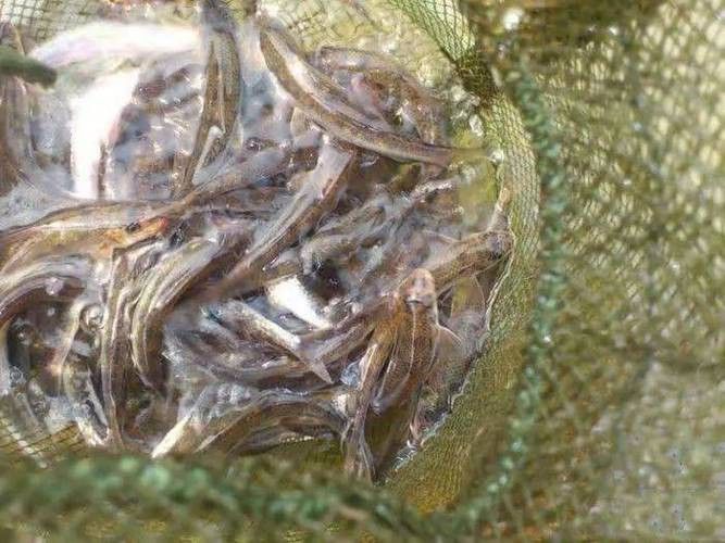 淡水土龍魚圖片大全高清