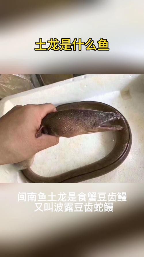 淡水土龍魚圖片大全高清