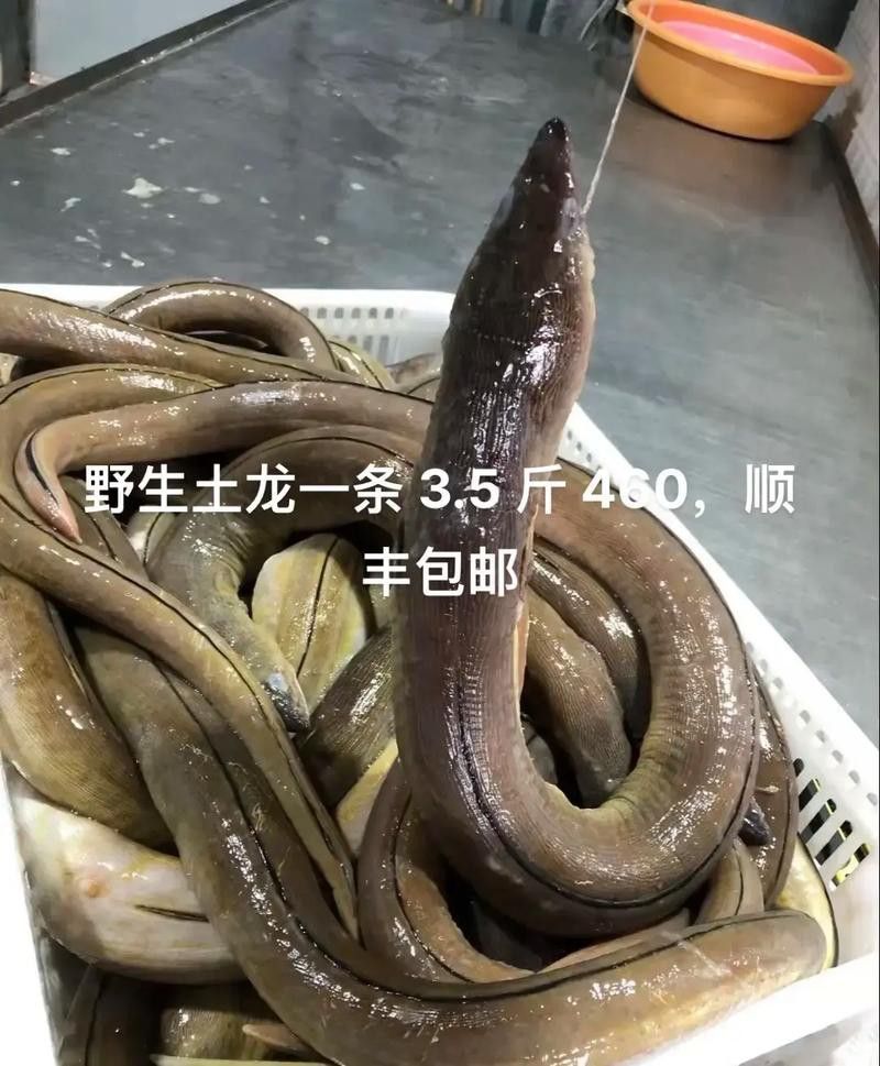淡水土龍魚圖片大全高清