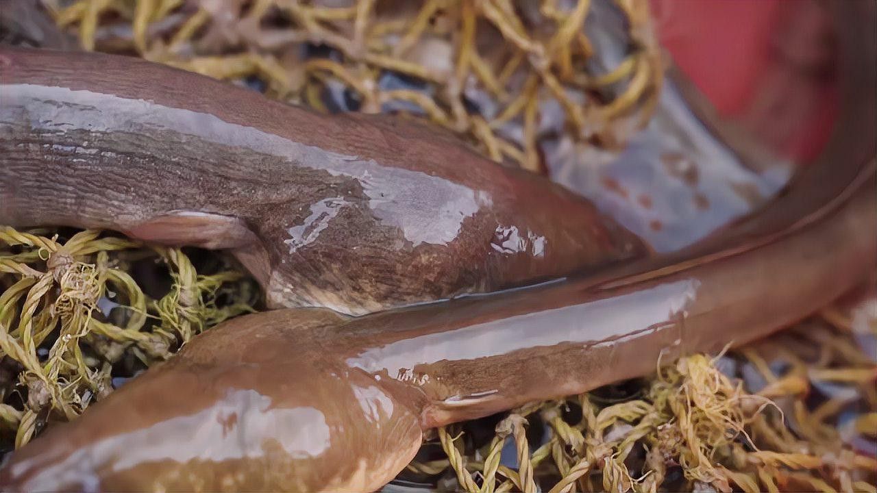 淡水土龍魚圖片大全高清