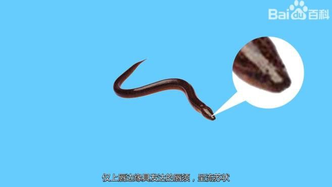 淡水土龍魚圖片大全高清