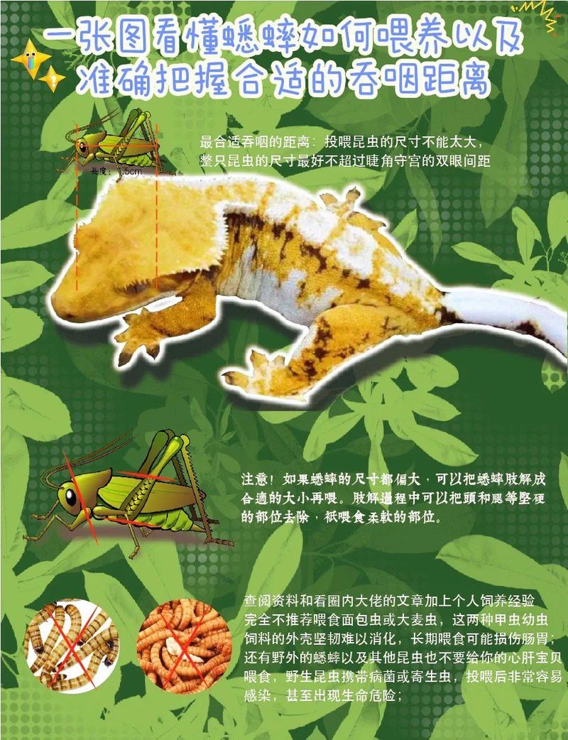 蟋蟀投喂前如何去除尖銳肢體？