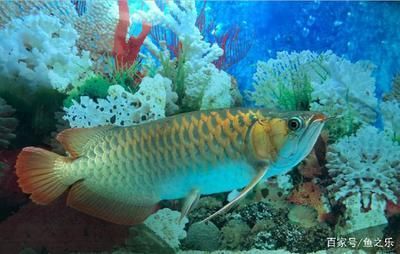 龍魚現狀（紅龍魚與金龍魚區別，龍魚市場價格趨勢，）