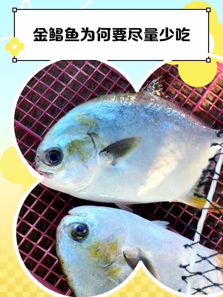 金鯧魚盡量少吃的原因