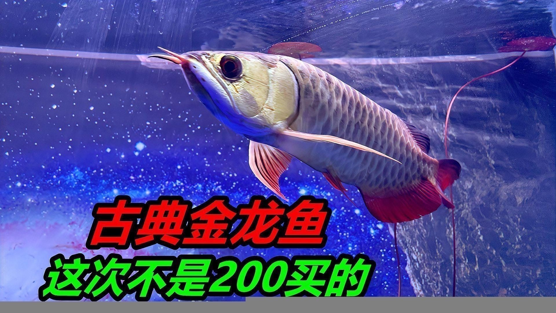 海魚金龍魚的價格多少錢一斤 海魚金龍魚的價格多少錢一斤 龍魚百科 第4張