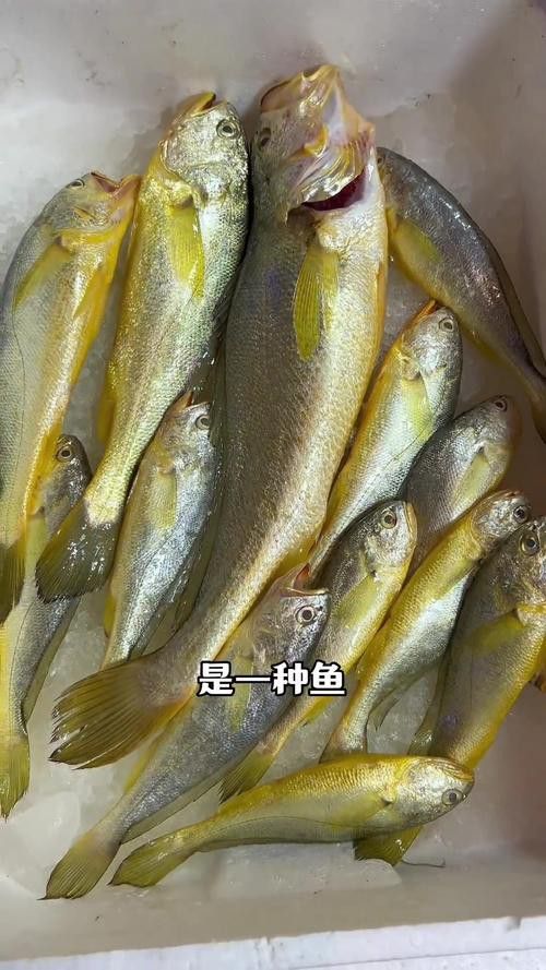 海魚金龍魚的價格多少錢一斤 海魚金龍魚的價格多少錢一斤 龍魚百科 第5張