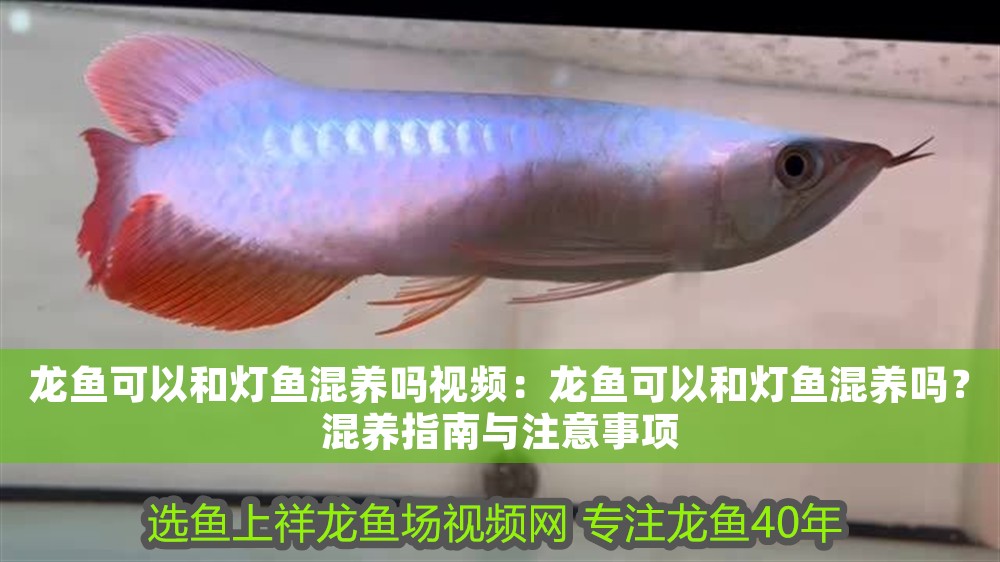 龍魚可以和燈魚混養嗎視頻：龍魚可以和燈魚混養嗎？混養指南與注意事項