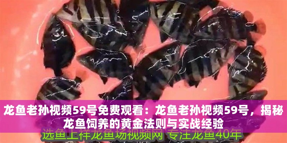 龍魚老孫視頻59號免費觀看：龍魚老孫視頻59號，揭秘龍魚飼養的黃金法則與實戰經驗