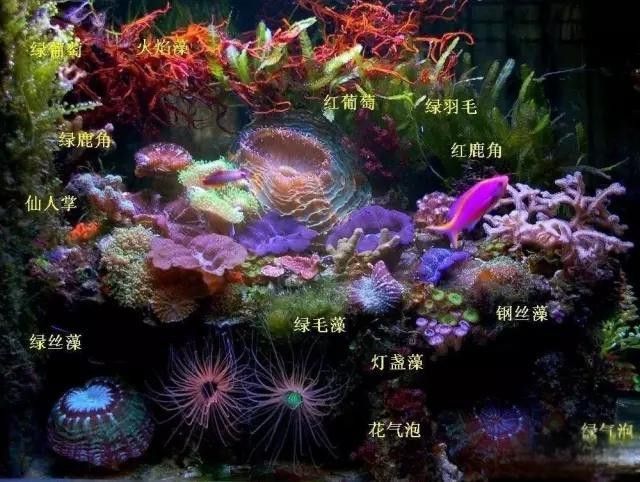有哪些適合龍魚的高等藻類？