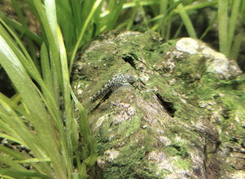 有哪些適合龍魚的高等藻類？