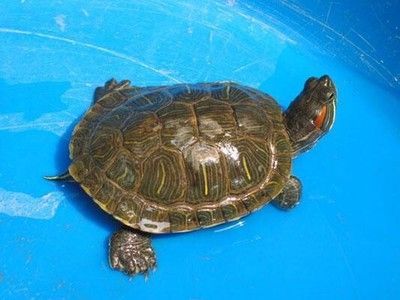 細線銀版魚飼料品牌推薦：細線銀版魚飼料品牌推薦：細線銀版魚飼料品牌推薦 細線銀版魚飼料品牌推薦：細線銀版魚飼料品牌推薦：細線銀版魚飼料品牌推薦 龍魚百科 第4張