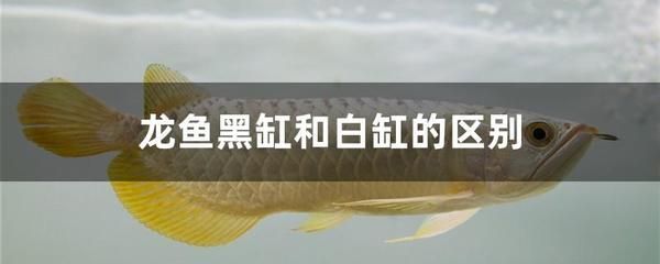 龍魚只吃蟲子不吃魚蝦嗎：龍魚在野外主要以小魚小蝦為食