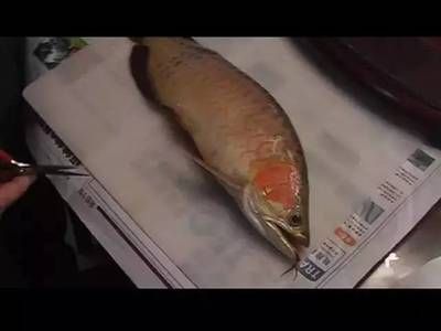 龍魚忽然死了 龍魚忽然死了 龍魚百科 第1張