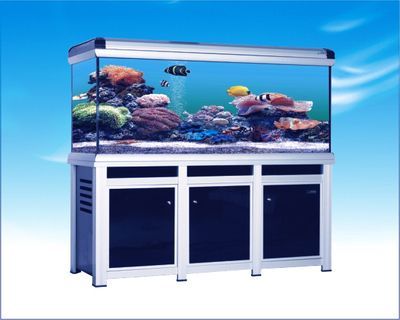 選擇與龍魚混養的工具魚需要考慮多個因素，需要考慮多個因素：如何選擇與龍魚混養的工具魚 選擇與龍魚混養的工具魚需要考慮多個因素，需要考慮多個因素：如何選擇與龍魚混養的工具魚 龍魚百科