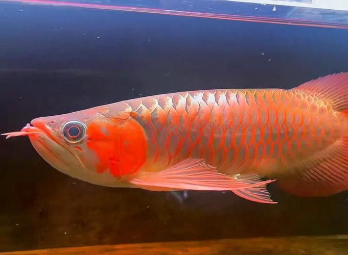 印尼小紅龍魚怎么挑選品種圖片大全