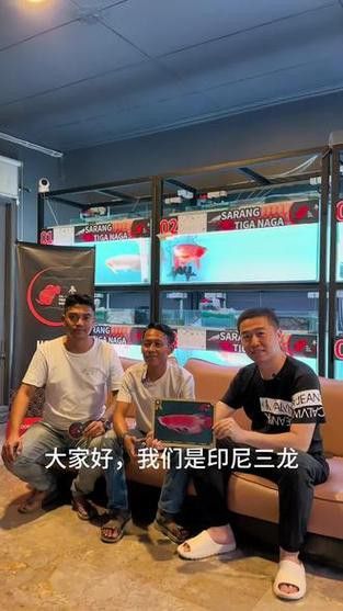印尼小紅龍魚怎么挑選品種圖片大全