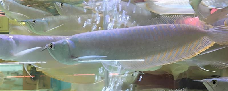 銀龍魚不吃食怎么辦還一直亂撞魚 銀龍魚不吃食怎么辦還一直亂撞魚 龍魚百科
