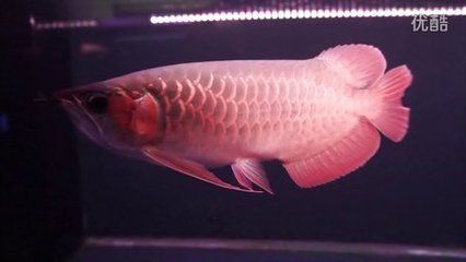 泗水龍魚怎么樣:泗水龍魚怎么樣泗水龍魚的飼養(yǎng)方法 龍魚百科 第1張 泗水龍魚怎么樣:泗水龍魚怎么樣泗水龍魚的飼養(yǎng)方法 泗水龍魚怎么樣:泗水龍魚怎么樣泗水龍魚的飼養(yǎng)方法 龍魚百科 第1張