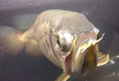 龍魚(yú)蒙眼病幾天可以喂食物:龍魚(yú)蒙眼病幾天可以喂食 龍魚(yú)百科 第2張 龍魚(yú)蒙眼病幾天可以喂食物:龍魚(yú)蒙眼病幾天可以喂食 龍魚(yú)蒙眼病幾天可以喂食物:龍魚(yú)蒙眼病幾天可以喂食 龍魚(yú)百科 第2張