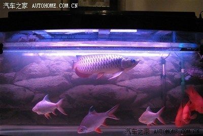 龍魚之家論壇（龍魚之家論壇及其相關的水族論壇及其相關水族論壇） 龍魚之家論壇（龍魚之家論壇及其相關的水族論壇及其相關水族論壇） 龍魚百科 第1張