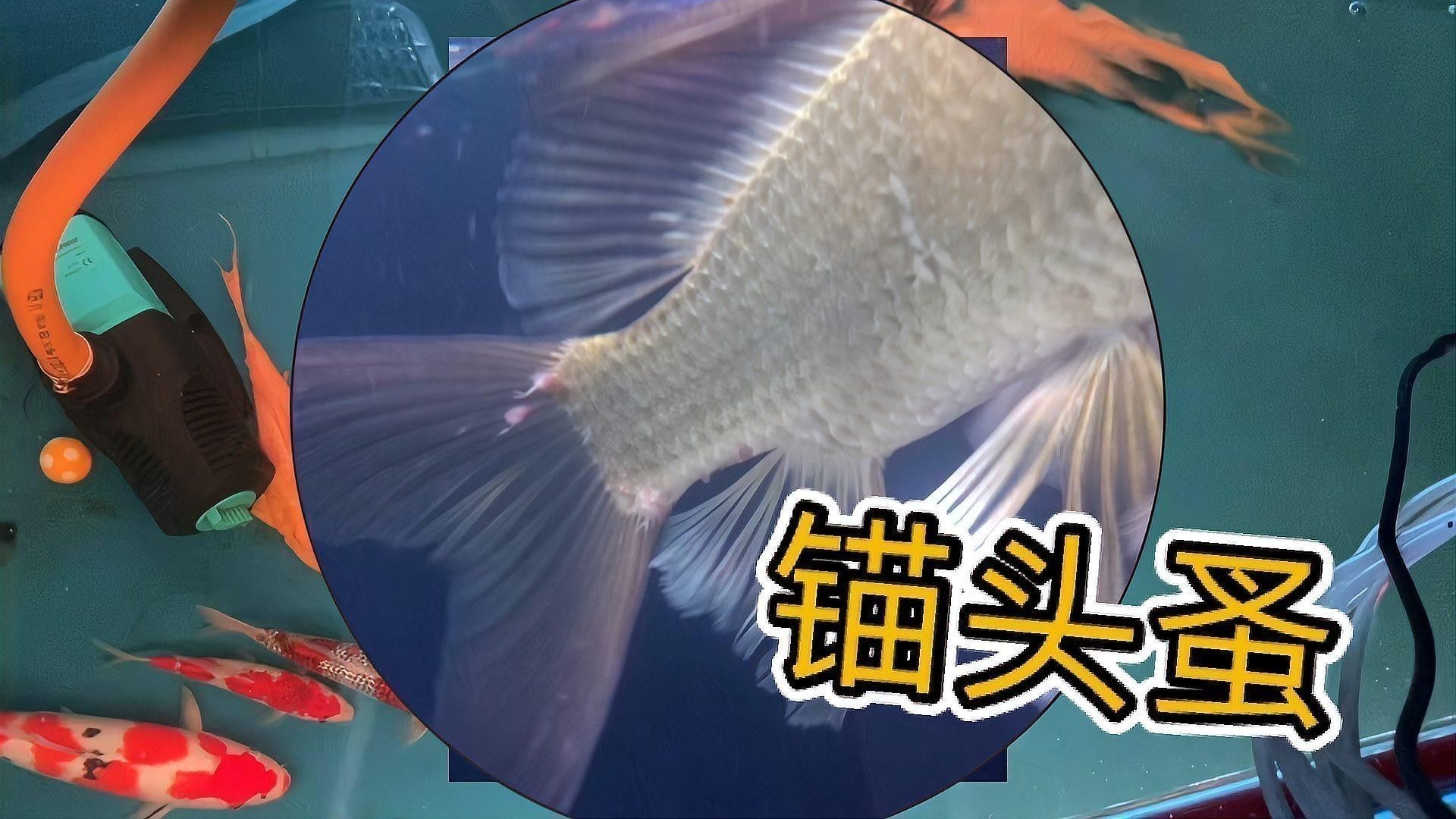 銀龍魚身上有紅點怎么辦 銀龍魚身上有紅點怎么辦 龍魚百科 第1張