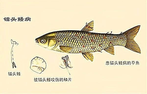 銀龍魚身上有紅點怎么辦 銀龍魚身上有紅點怎么辦 龍魚百科 第3張