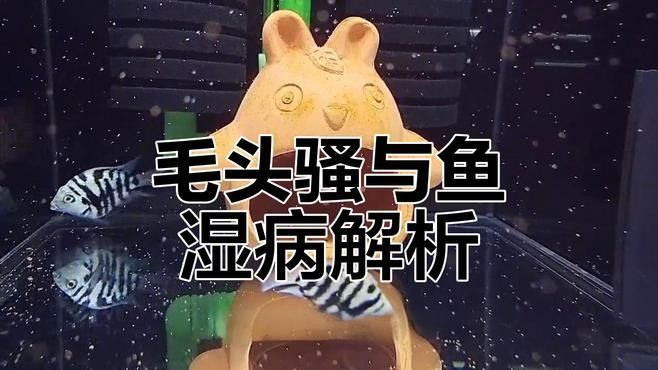 銀龍魚身上有紅點怎么辦 銀龍魚身上有紅點怎么辦 龍魚百科 第2張