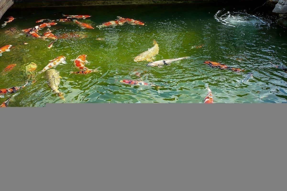 銀龍魚身上有紅點怎么辦 銀龍魚身上有紅點怎么辦 龍魚百科 第6張