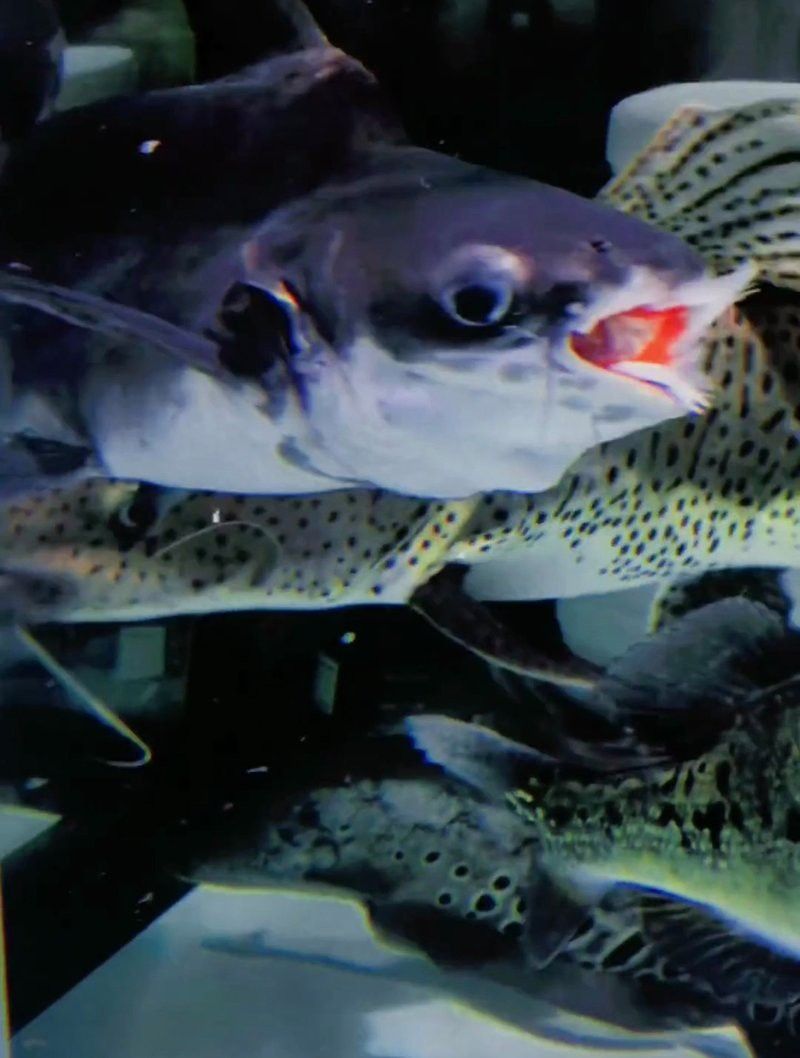 球鯊和龍魚能混養嗎圖片視頻講解 球鯊和龍魚能混養嗎圖片視頻講解 龍魚百科 第7張