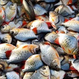 南寧龍魚批發市場地址查詢