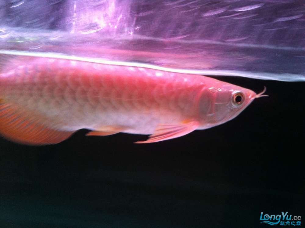 龍魚之巔交流平臺：龍魚之巔交流平臺，龍魚養護知識