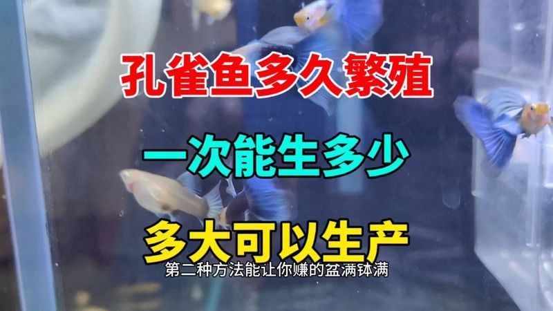 紅龍孔雀魚多久繁殖一次？