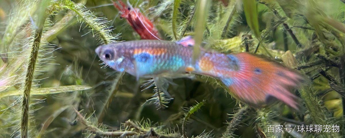 紅龍孔雀魚多久繁殖一次？