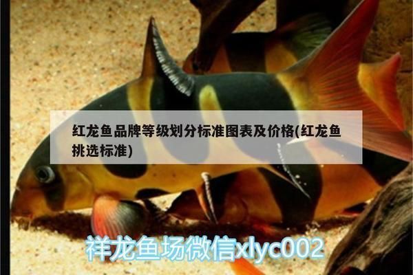 龍魚的等級劃分：關于龍魚的等級劃分